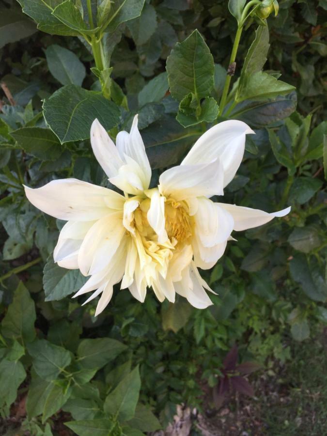Апартаменти La Magnolia Рикко-дель-Гольфо-ді-Спеція Екстер'єр фото